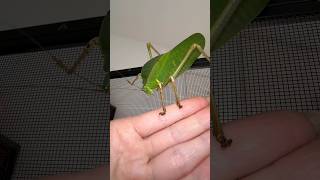 Giant Hooded Katydid Mini ✨LIFECYCLE gianthoodedkatydid giantinsects [upl. by Semreh]