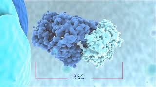 Biogenesis of miRNAs and mode of action [upl. by Attaymik]