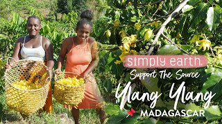 YlangYlang Straight From Madagascars Distinctive Fields to Your Senses [upl. by Mihar]