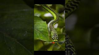 Boomslang snake myheart facts [upl. by Berta389]