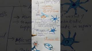 Glial cells types and functions [upl. by Capon]