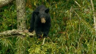 August in Cades Cove Great Smoky Mountains National Park [upl. by Alian]