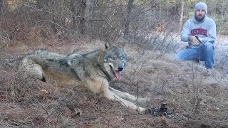 Timber Wolf Release by John Oens 2015 HD [upl. by Burger]