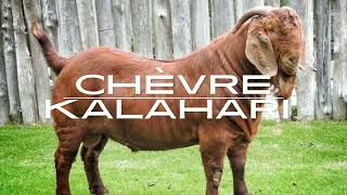 Découvrez la Chèvre Kalahari🐐  Viande de Qualité et Résistance Extraordinaire Infofermecom [upl. by Burtie]