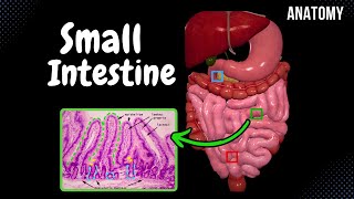 Small Intestine Anatomy Parts Topography Structures Layers [upl. by Ochs]