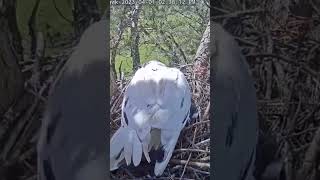 Angel the Leucistic Redtailed Hawk sits on 2 eggs First one of her kind caught on live cam bird [upl. by Johnsson902]