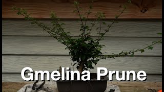 Gmelina Prune Daves Bonsai E330 [upl. by Gainor]