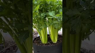 How to Grow Celery from Seed at Home plants shorts farming [upl. by Juback477]