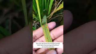 Brown spot of Rice  Disease of Rice  Helminthosporium oryzae  rice agriculture shorts [upl. by Aiceila]