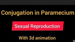 Conjugation in Paramecium BSc 5 semester zoology [upl. by Fosdick]