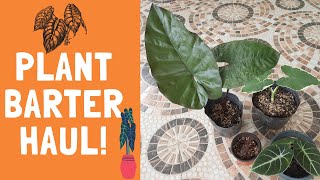 Plant Barter Haul  Alocasia plumbea Nigra Black Velvet Jewel Orchid Xanthosoma antrovirens [upl. by Nottus]