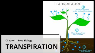 Transpiration  Tree Biology  Water Management [upl. by Acinot]