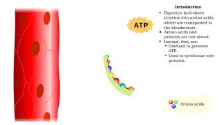 Protein catabolism  deamination [upl. by Ahseia160]