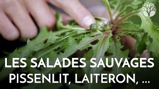 Les salades sauvages pissenlits laiterons laitues [upl. by Naginarb729]