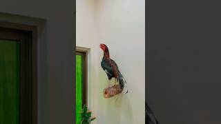 Taxidermy of Aseel hen niqash niqashtaxidermist pakistanitaxidermist Aseel Murgha [upl. by Galatia]