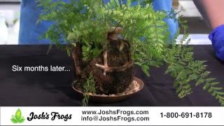 How to Create an Easy Kokedama [upl. by Vaden]