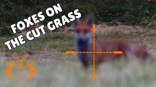 Cut grass Fox control [upl. by Rexer]