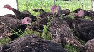 What do bronze orlop turkeys look like [upl. by Elrahc]