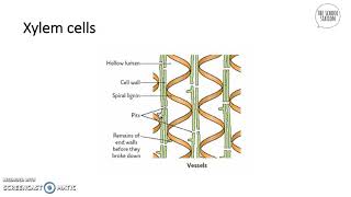 Specialised Cells In Plants  AQA GCSE Triple Science Biology 91 [upl. by Ellesor90]