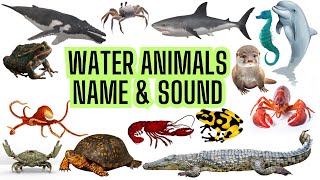 25 Water Animals Name in hindi and english  water animals  water animals name  जलीय जीव [upl. by Akiemat]