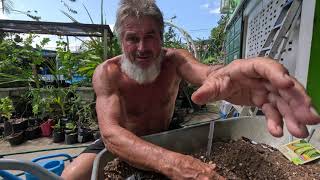 Planting glorious crocodile zucchini AND Marmande Tomato seeds in HOT climates [upl. by Einnhoj730]