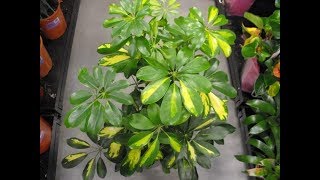 Schefflera Plant Complete Guide  How to Grow and Care Umbrella Plant [upl. by Agan]