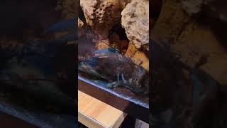 SUCCESSFUL MOLTING CAUGHT ON CAM  CRAYFISH 🦞 [upl. by Lamori]