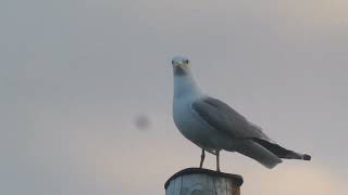 European Herring Gull Larus argentatus [upl. by Nyllaf]