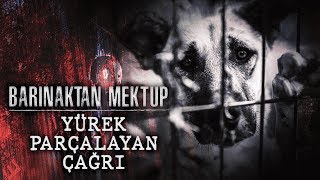 Barınaktan Mektup  Yürek Parçalayan Çağrı [upl. by Yrrep]