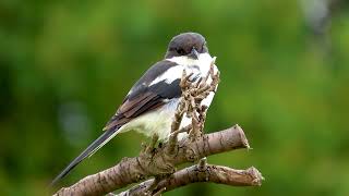 South Africans birds of prey Common Fiscal Shrike shot on canon powershot sx70hs animals [upl. by Naga]