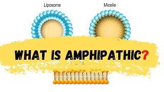 what is amphipathic  defination of amphipathic  Amphipathic [upl. by Notna]