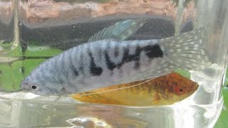 Breeding Gouramis PreSpawning Behaviour Part 1 [upl. by Serg]