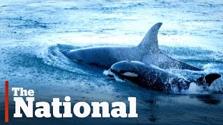 Orca Baby Boom Off Vancouver Island [upl. by Fabron]