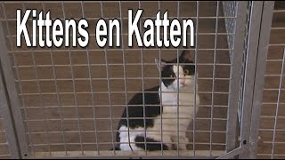 Kittens en Kattendierenopvang Helmond [upl. by Ibob280]