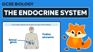 The Endocrine System  GCSE Biology [upl. by Eidnahs44]