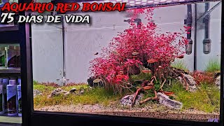 AQUÁRIO BONSAI COM PLANTAS VERMELHAS APÓS 75 DIAS [upl. by Esirrehc]