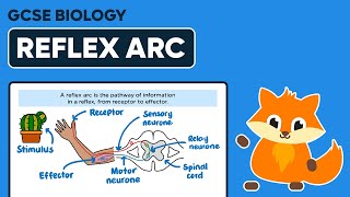 Reflex Arc  GCSE Biology [upl. by Wilson547]