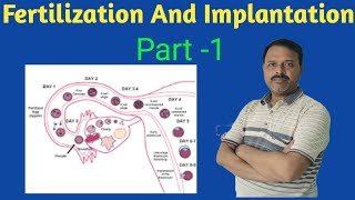 Fertilization And Implantation  Class 12  Biology [upl. by Frieder]