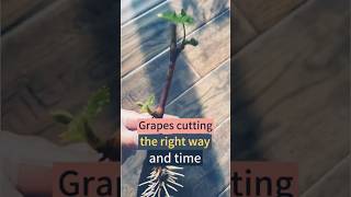 Methods and precautions for grape cutting in autumn Grapeplanting Agriculture Grapeseedlings [upl. by Esital]