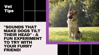 Sounds That Make Dogs Tilt Their Head Proven Method [upl. by May]