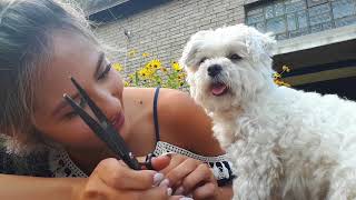 Hundehaar selber schneiden So gehts  Grooming  tutorial  ByIri [upl. by Spielman]