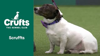 Scruffts SemiFinal  ​Crufts 2022 [upl. by Smart]