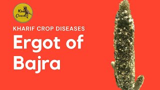 Ergot Disease of Bajra  Bajra Diseases  Diseases of Kharif Crops Class 12 Agriculture Biology [upl. by Eduam540]