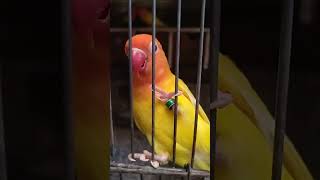 Lutino africanlovebirds lovebirds birds parrot birdslover birdaviary pets animals aviary [upl. by Ledba]