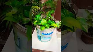 Money plant propagation ☘️✨houseplants plantslover plantsshortsviral shorts foryou [upl. by Guod]