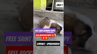 🐶 Free Saint Bernard puppy 🥰😍 Free adoption for puppy 🤩 All indian delhivery availabledoglover pup [upl. by Sinclair]