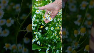 When amp How to Harvest Chamomile Flowers [upl. by Elsey176]