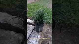 Something new green and grassy  Ophiopogon japonicus papuanewguinea houseplants plantslover [upl. by Areik]