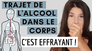 TRAJET DE lALCOOL DANS LE CORPS  cest effrayant [upl. by Ydnerb]