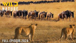 WILD SAVANNAH  The Migration Journey and Challenges in the Land of Predators  Animal documentary [upl. by Kiona]